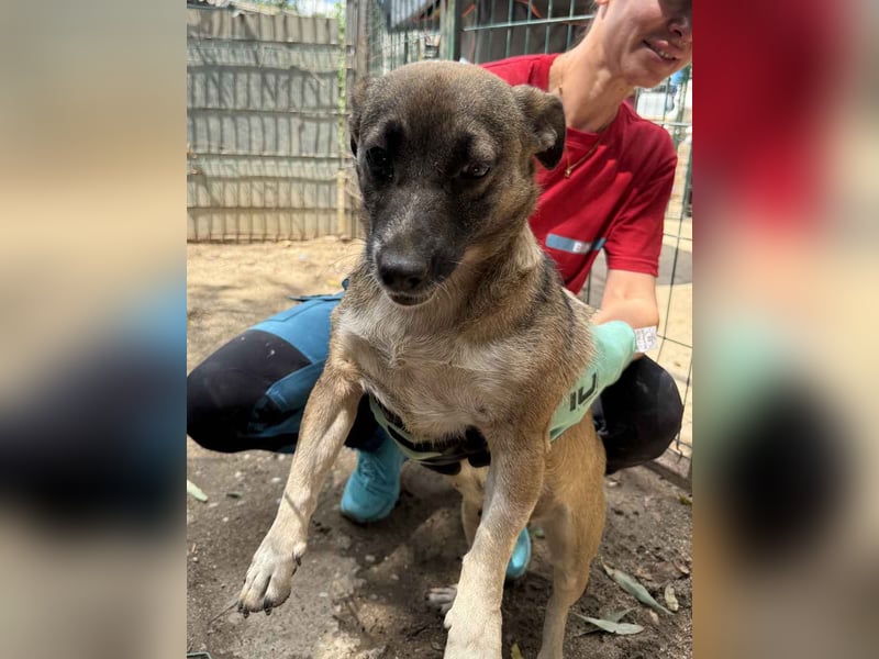 ⭐MIRI⭐, offene Hündin, 3 Jahre, 30 cm, Mischling, Tierschutz Rumänien