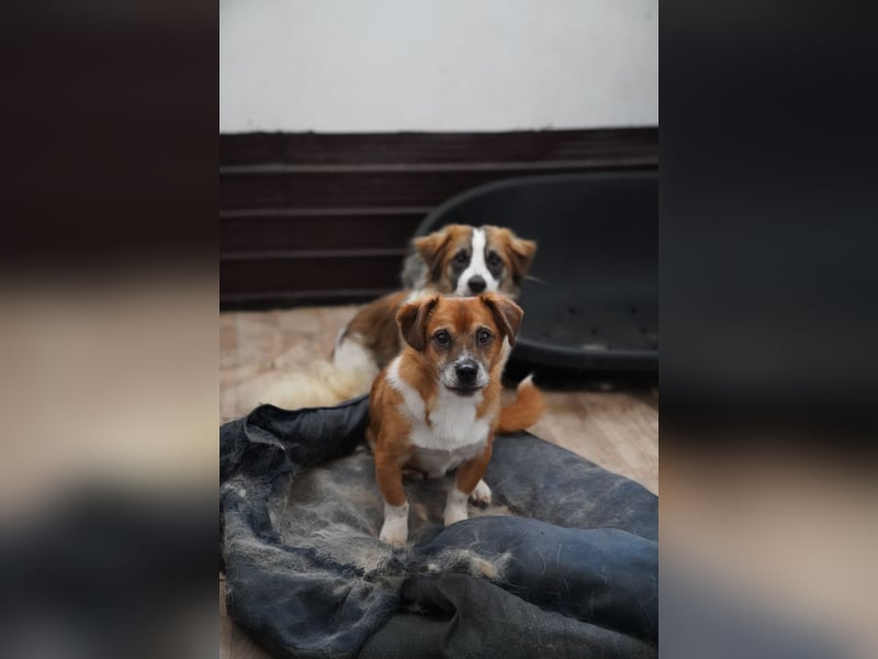 ⭐️TAC⭐️, Zuckerstück, Rüde, 2,5 Jahre, 35 cm, Mischling, Tierschutz Rumänien