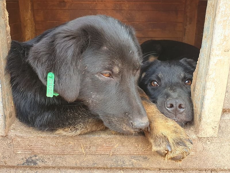 ♥MARIA♥ ab 15. Nov auf Pflegestelle bei Köln - wunderbare, ausgeglichene Junghündin 39cm