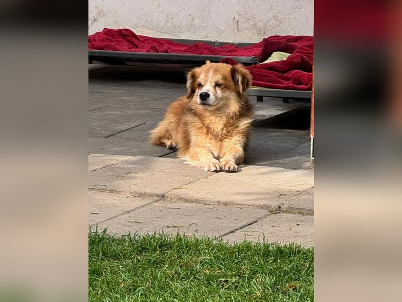 ♥PAULI♥ neu auf Pflegestelle in Bochum - süßer, unkomplizierter Schmusehund mit längerem Fell 30 cm