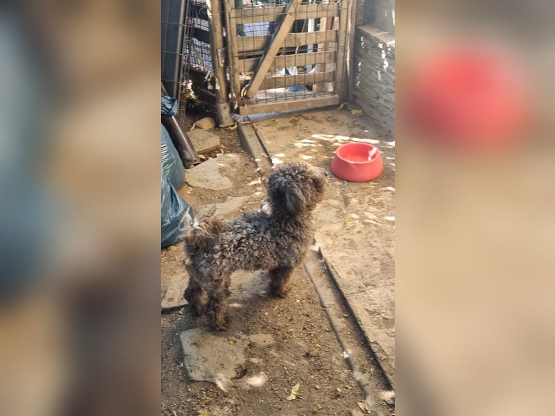 ⭐️SNICKERS⭐️, Pudel-Mischling, Rüde, 2 Jahre, 30 cm, Tierschutz Rumänien