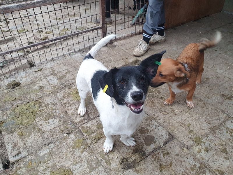 ♥TABASCO♥ sanfter, ganz zutraulicher, ruhiger kleiner Herzenshund 37 cm