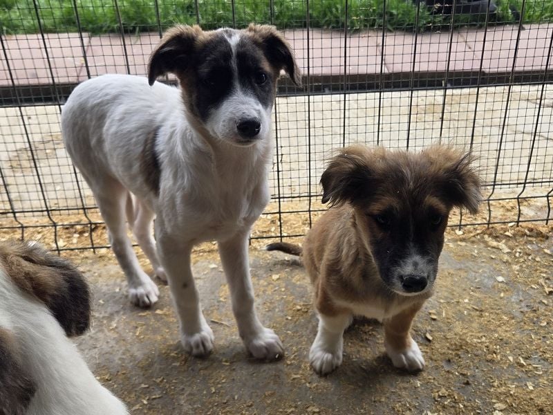 ♥JANI♥ niedlicher, verspielter kleiner Welpenbub mit der besonderen Fellfärbung 30 cm (wachsend)