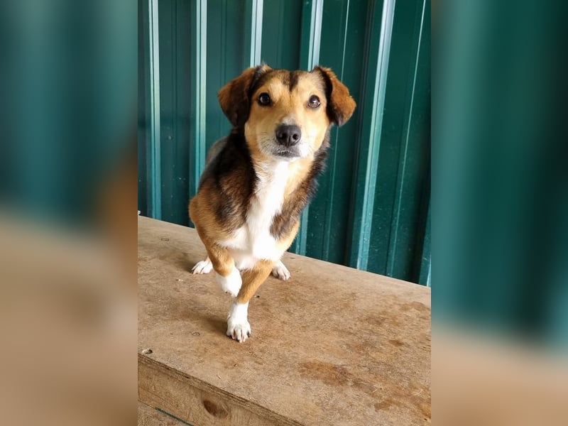 ♥BIXBY♥ hübscher, ganz aufgeschlossener, unkomplizierter echter Sonnenschein 39 cm