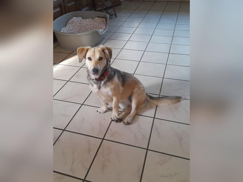 ♥MABLE♥ verliert ihr Zuhause bei Münster - hübsche, ganz liebe, anhängliche Hündin 40 cm
