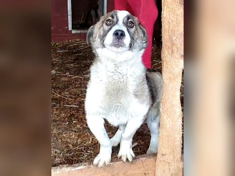 ♥LINCOLN♥ süßer, ganz lieber kleiner Jungrüde, der schon viel in seinem Leben erleiden musste 37 cm