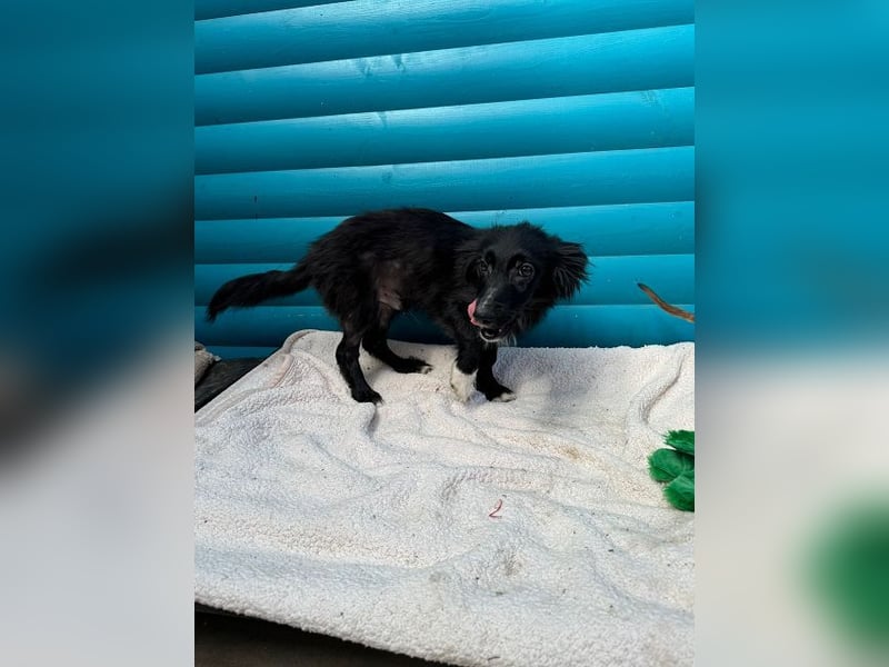 ♥TOKIO♥ auf Pflegestelle bei Köln - zuckersüßer, verspielter kleiner Welpe 28 cm