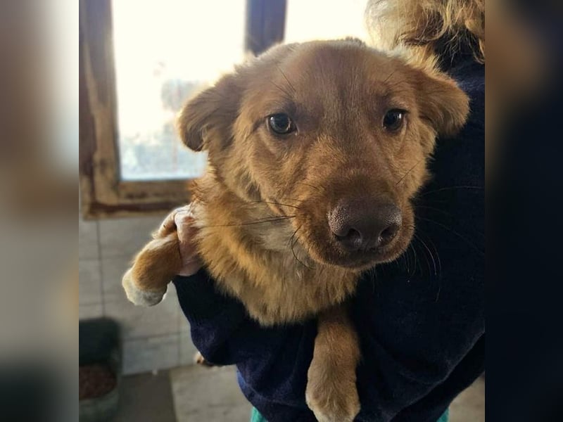 ♥MANOLO♥ süßer, knuffiger kleiner Kerl 40 cm - wird mittelgroß