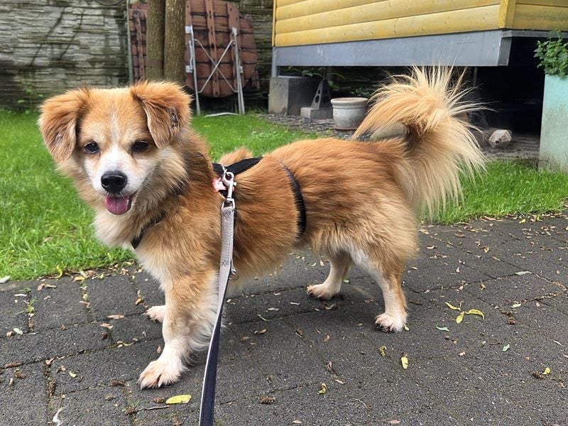 ♥PAULI♥ neu auf Pflegestelle in Bochum - süßer, unkomplizierter Schmusehund mit längerem Fell 30 cm
