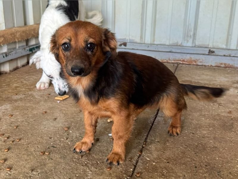 ♥PINKY♥ ab 29.Aug auf Pflegestelle bei Köln-süßes, superliebes Hundemädchen ca 35 cm (kleinbleibend)