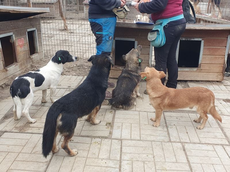 ♥RINGO♥ zuckersüßer, ruhiger kleiner sanfter Schatz 38 cm