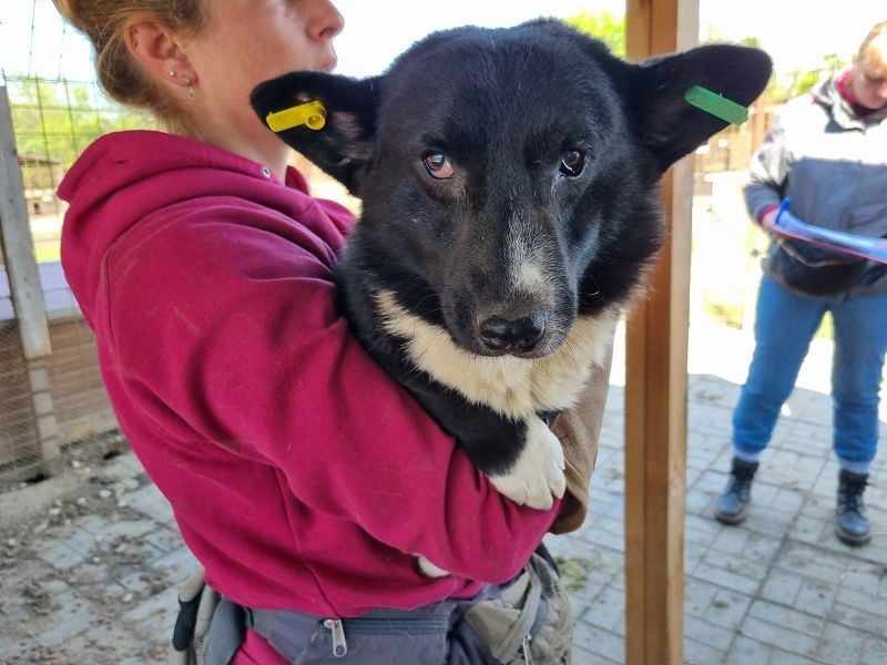 ♥INGO♥ hübscher, lieber, noch unsicherer kleiner Rüde 35 cm