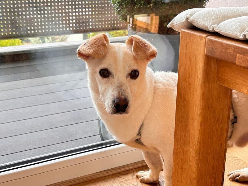 ♥MAMBO♥ auf Pflegestelle in Köln - verschmuster, anhänglicher, unkomplizierter Rüde 33 cm