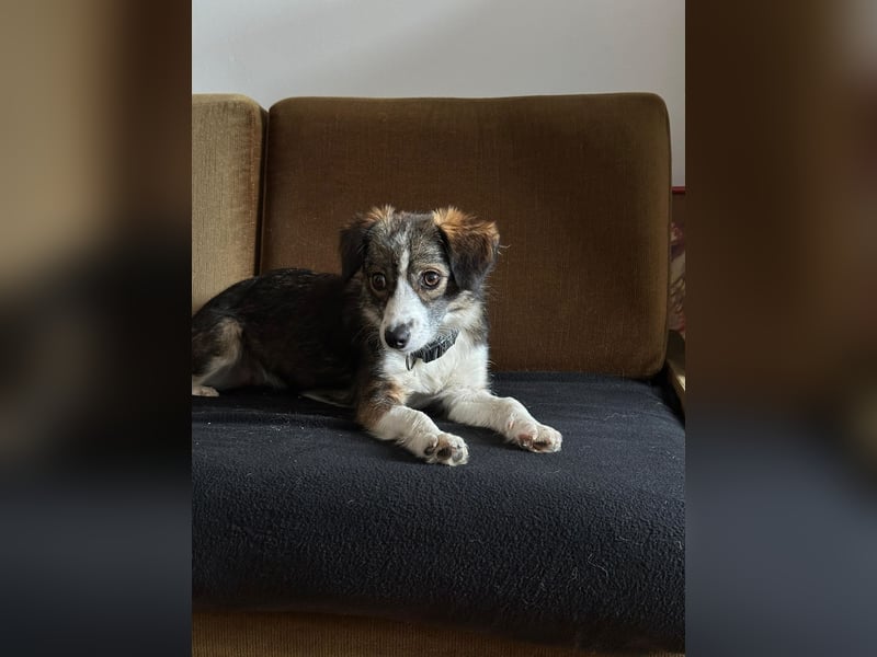 MIMI, süßes Mischlingsmädchen, Pflegestelle Köln, 10 Monate, 36 cm, Tierschutz Rumänien