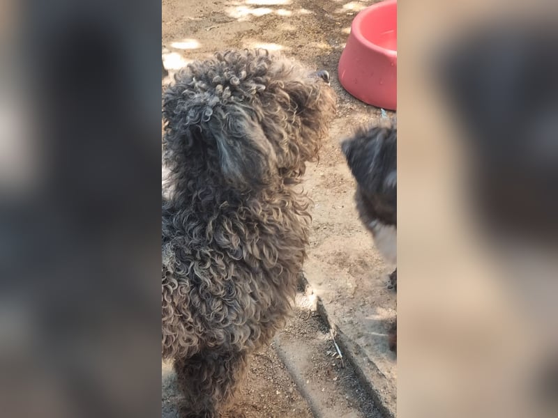 ⭐️SNICKERS⭐️, Pudel-Mischling, Rüde, 2 Jahre, 30 cm, Tierschutz Rumänien