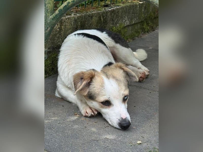 ♥TARA♥ neu auf Pflegest bei Köln-zarte,anfangs noch vorsichtige Hündin, die immer mehr aufblüht 30cm