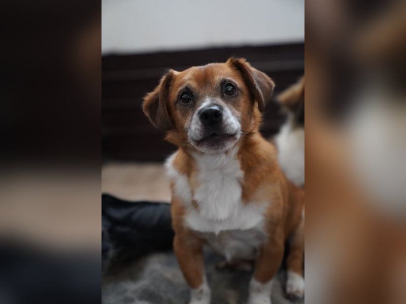 ⭐️TAC⭐️, Zuckerstück, Rüde, 2,5 Jahre, 35 cm, Mischling, Tierschutz Rumänien