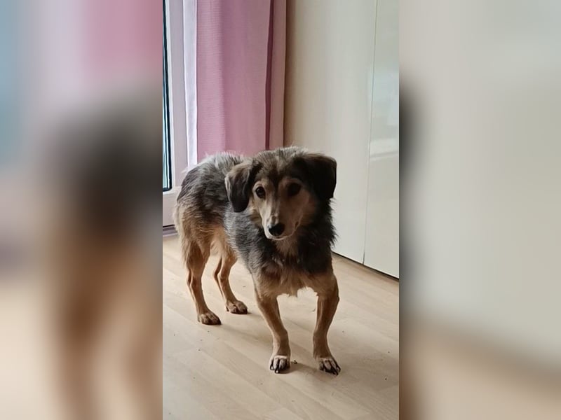 ALINE, sanftes Seelchen, Pflegestelle Rösrath, 2 Jahre, 32 cm, Mischling, Tierschutz Rumänien