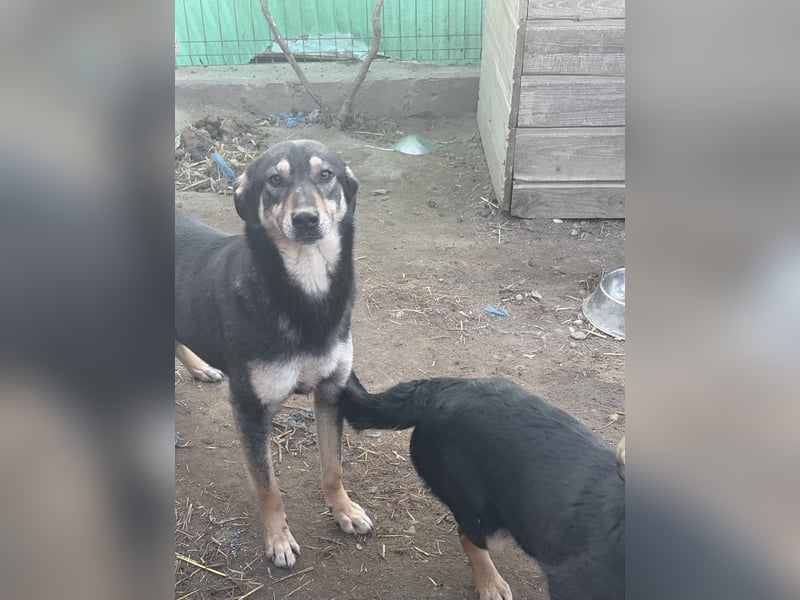 ⭐️ONYA⭐️, liebe Hundeseele, Hündin, 3,5 Jahre, 40 cm, Mischling, Tierschutz Rumänien