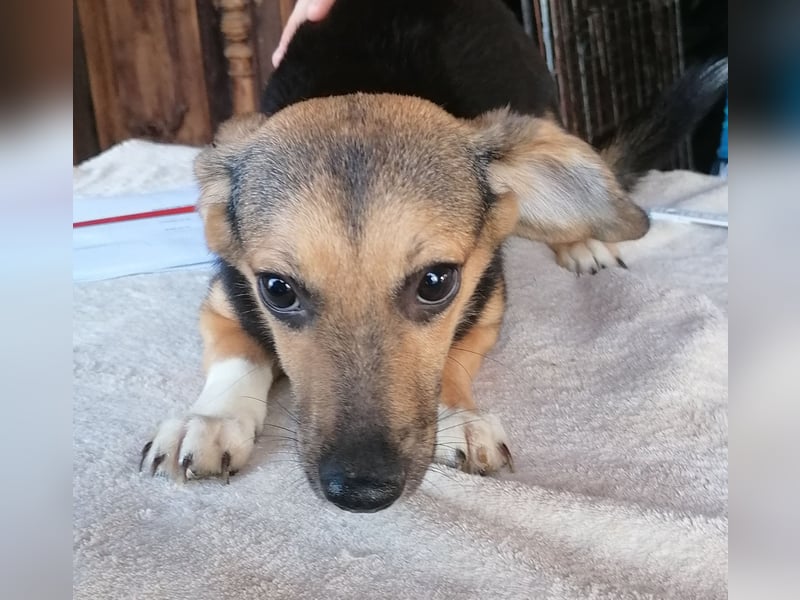 ⭐️MISSY⭐️, süßer Dackel-Mischling, Hündin, 4 Jahre, 31cm, Mischling, Tierschutz Rumänien