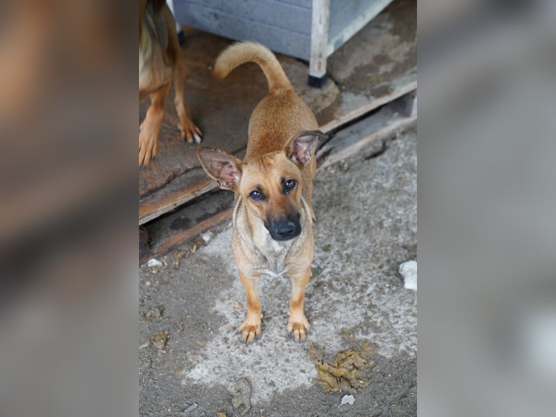 ⭐️BINELLE⭐️, aufgeschlossene Hündin, 1 Jahr, 33 cm, Mischling, Tierschutz Rumänien