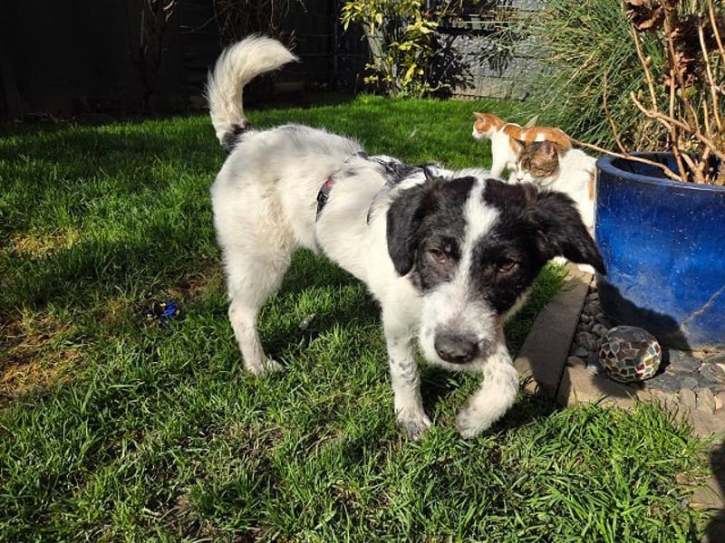 ♥ELSA♥ am 1. März im WDR Tiere suchen ein Zuhause - niedliche, verspielte Welpin 40 cm