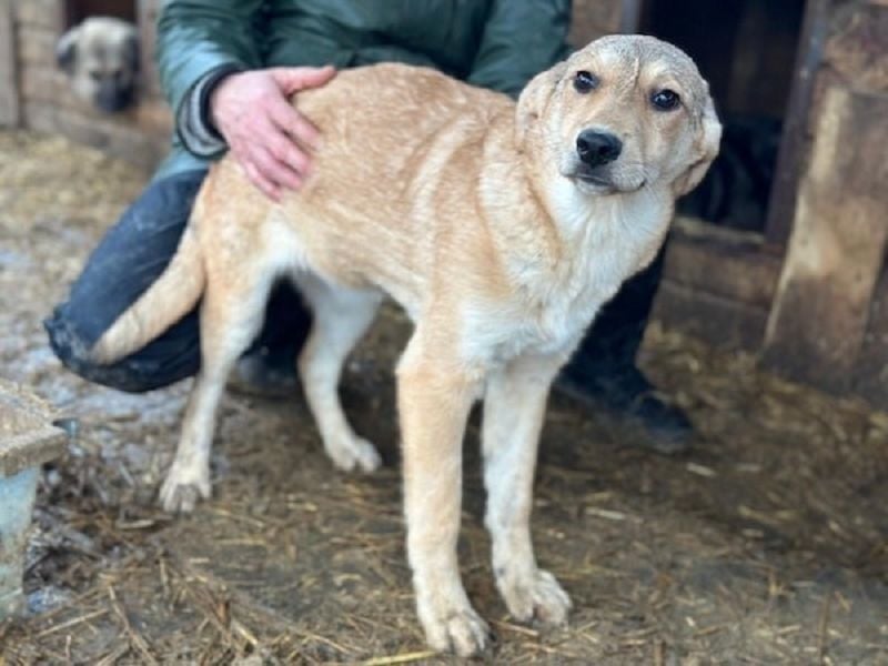 ♥DOTTY♥ ab 28. Feb auf Pflegestelle bei Köln - zauberhaftes, verspieltes kleines Welpenmädchen 35cm