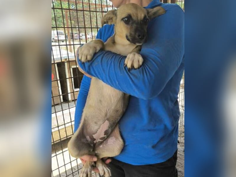 ♥KILA♥ süße, kleine, verspielte, anfangs noch zurückhaltende Junghündin 40 cm