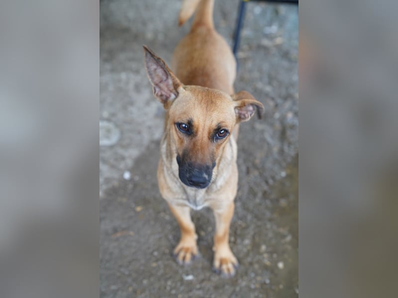 ⭐️BINELLE⭐️, aufgeschlossene Hündin, 1 Jahr, 33 cm, Mischling, Tierschutz Rumänien