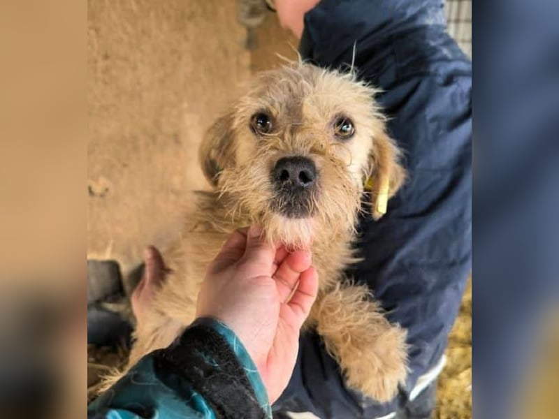 ♥ABBY♥ ab 21. Mär auf Pflegestelle bei Köln - süße, kleine, noch zurückhaltende Junghündin 30-35cm