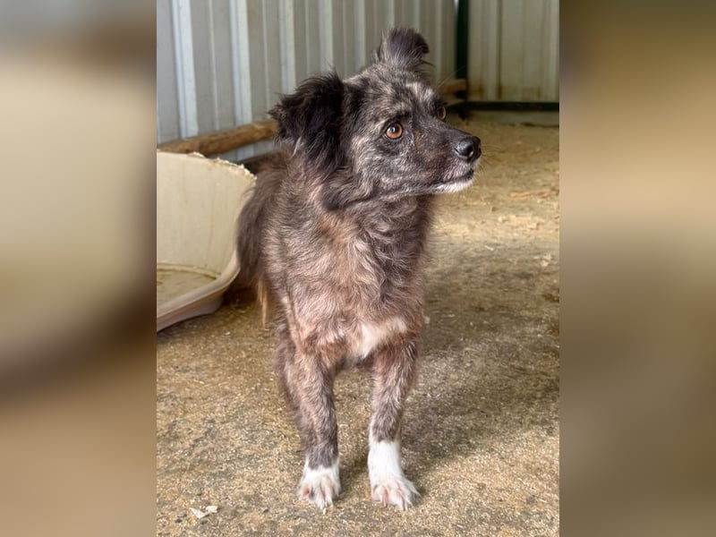 ♥SMOKEY♥ ab 31. Jul auf Pflegestelle bei Köln -süßer, zarter, menschenbezogener kleiner Rüde 35-40cm