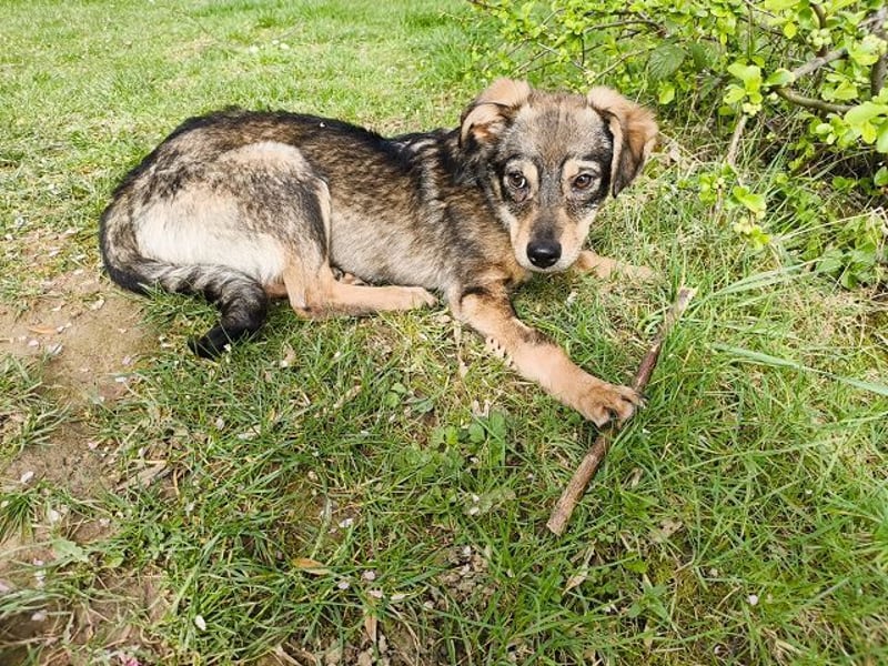 ♥HEIDI♥ auf Pflegestelle bei Köln - süße, verspielte Herzenshündin 32cm (wachsend)