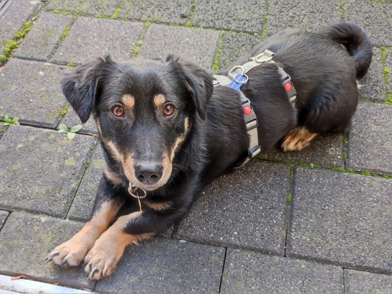 ♥MIMMI♥ am 1. März bei Tiere suchen ein Zuhause-süße, verschmuste,zutrauliche Dackel-Mix-Hündin 36cm