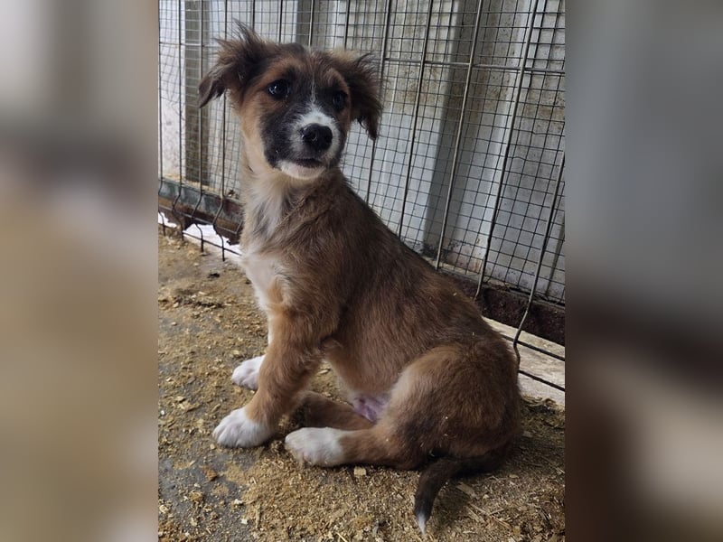 ♥JANI♥ niedlicher, verspielter kleiner Welpenbub mit der besonderen Fellfärbung 30 cm (wachsend)