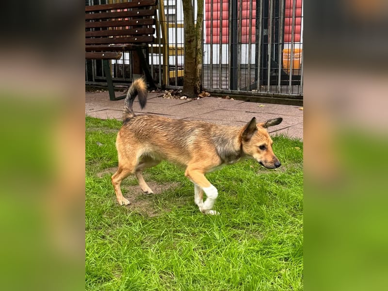 ♥DUMBO♥ neu auf Pflegestelle bei Köln - süßer, lieber, anfangs noch vorsichtiger Rüde 35cm
