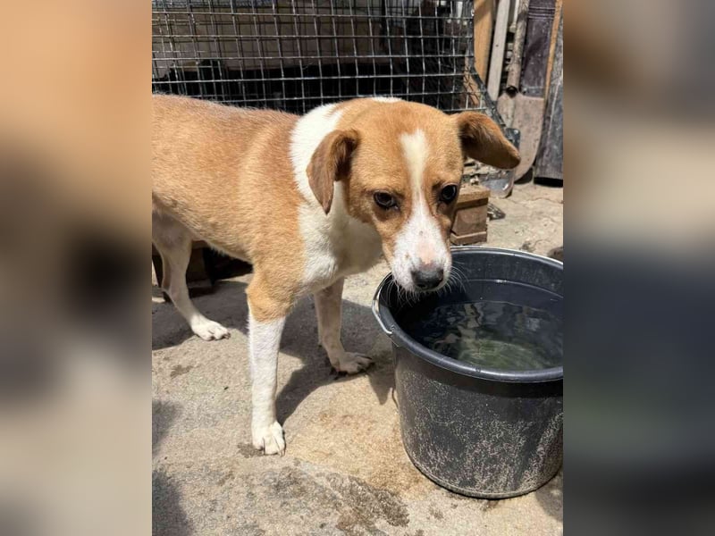 ⭐NAKKI⭐, freundliche Begleiterin, Hündin, 4 Jahre, 40 cm, Mischling, Tierschutz Rumänien