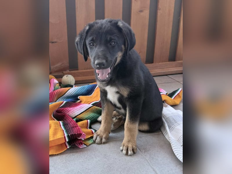 ⭐️ATHOS⭐️, liebenswerter Welpe, 3 Monate, 30 cm, Mischling, Tierschutz Rumänien