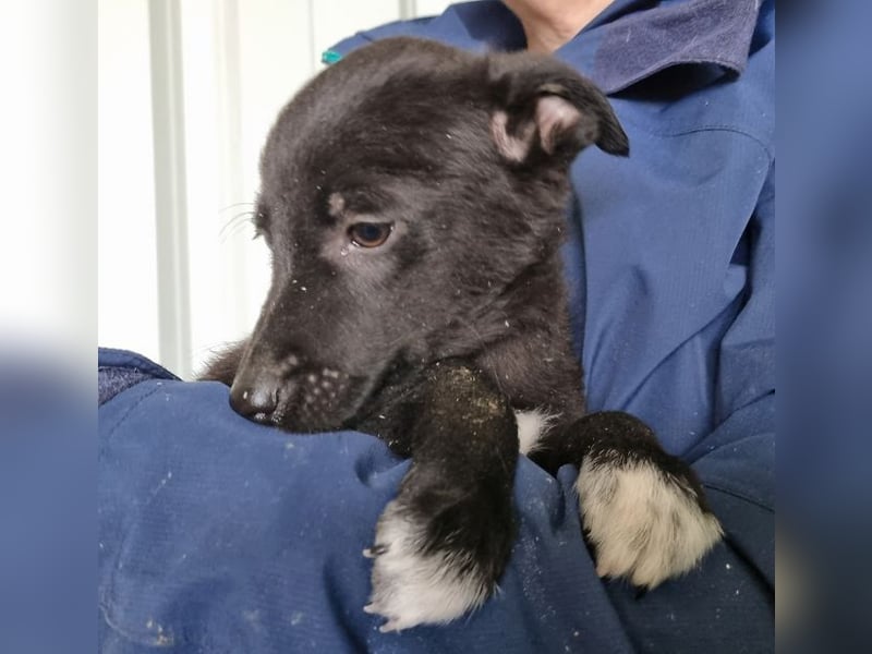 ♥FIETE♥ zuckersüßer, verspielter Welpenbub 26 cm (wachsend)