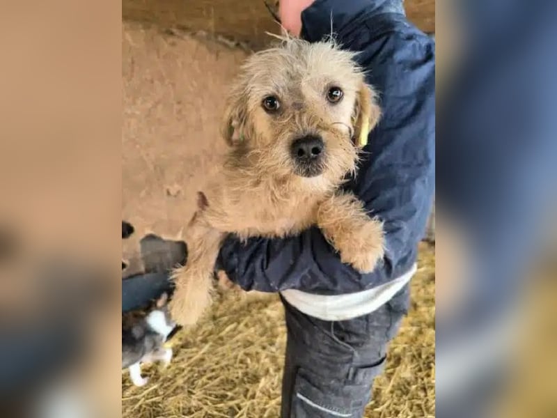 ♥ABBY♥ ab 21. Mär auf Pflegestelle bei Köln - süße, kleine, noch zurückhaltende Junghündin 30-35cm