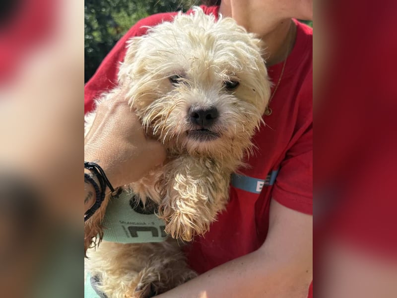 ⭐️BOB⭐️, kleiner Wuschel, Rüde, 1,5 Jahre, 30 cm, Pudel-Mischling, Tierschutz Rumänien