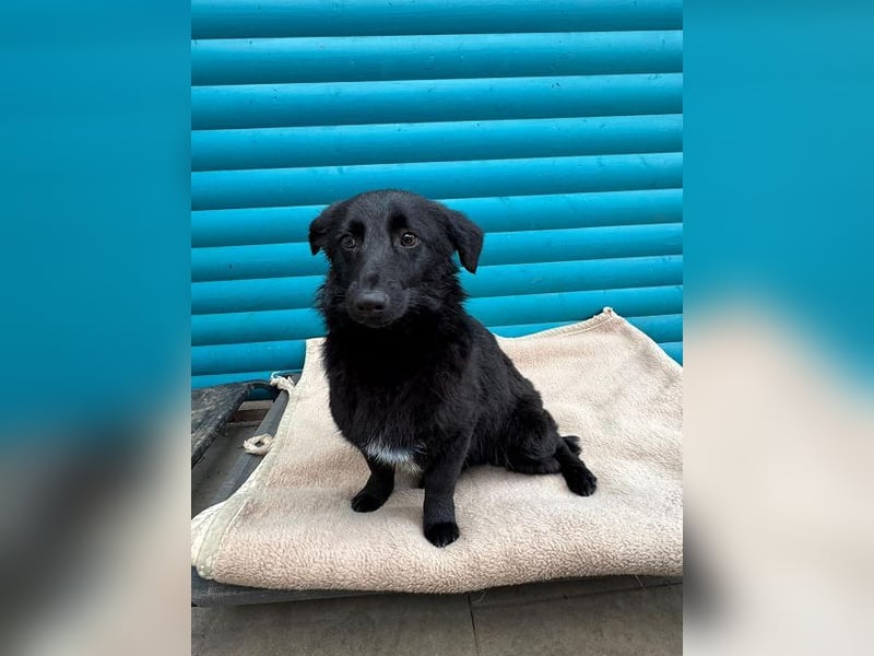 ♥LUGH♥ neu auf Pflegestelle bei Duisburg - süßer, ganz zutraulicher Junior 35 cm (bleibt kleiner)