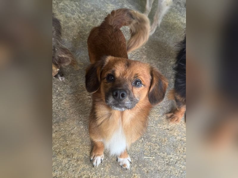 ♥TONI♥ neu auf Pflegestelle bei Köln-süßer, total liebenswerter und aufgeschlossener Rüde - klein