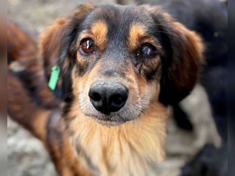 NOTFALL ♥POLLY♥ ab 19.Sep auf Pflegestelle bei Köln-ganz liebe, viel zu dünne kleine Junghündin 30cm