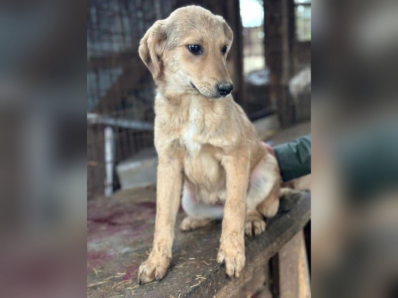 ♥DENNIS♥ ab 28. Feb auf Pflegest bei Köln -süßer, zutraulicher, verspielter kleiner Welpenjunge 35cm