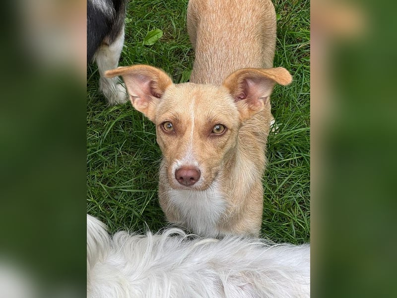 ♥ESTRELLA♥ neu auf Pflegestelle bei Köln - süße, verschmuste, aufgeschlossene Hündin 36cm