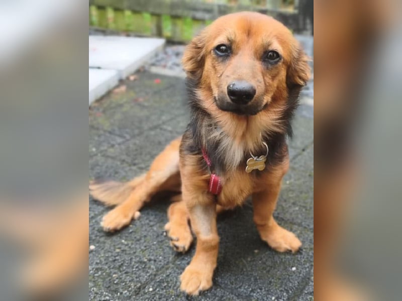 ♥PINKY♥ auf Pflegestelle bei Aachen - zuckersüßes, verspieltes Hundemädchen 38cm