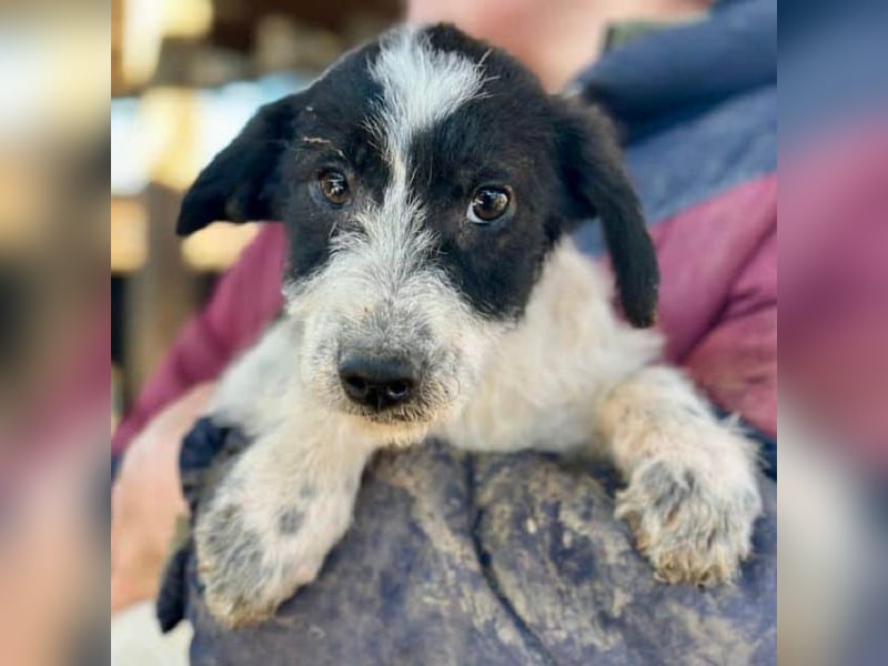 ♥ELSA♥ ab 14. Feb auf Pflegestelle bei Köln - niedliche, verspielte Welpin 25-30cm - bleibt klein