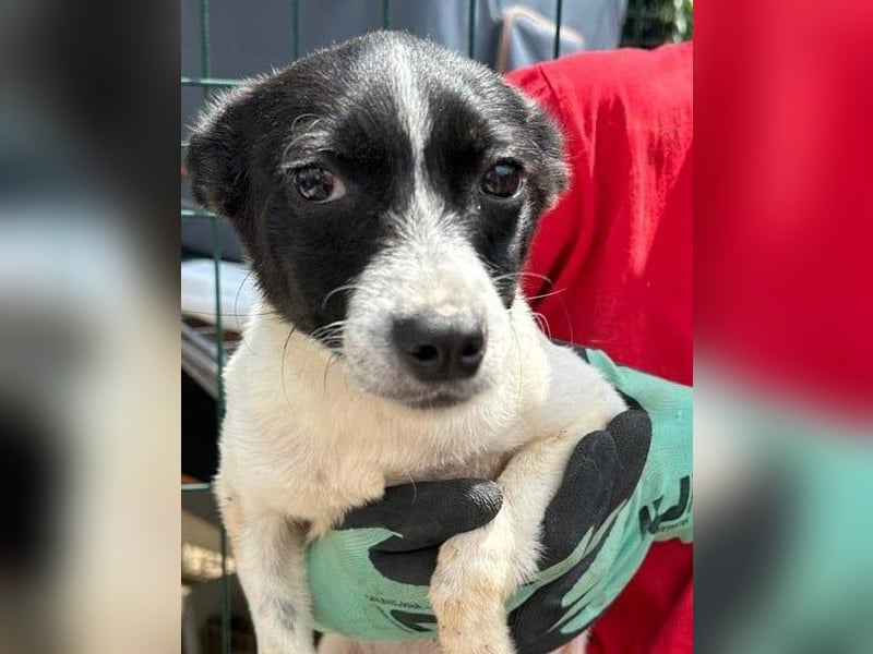 ⭐️ARO⭐️, unkomplizierter Hundejunge, 7 Monate, 33 cm, Mischling, Tierschutz Rumänien