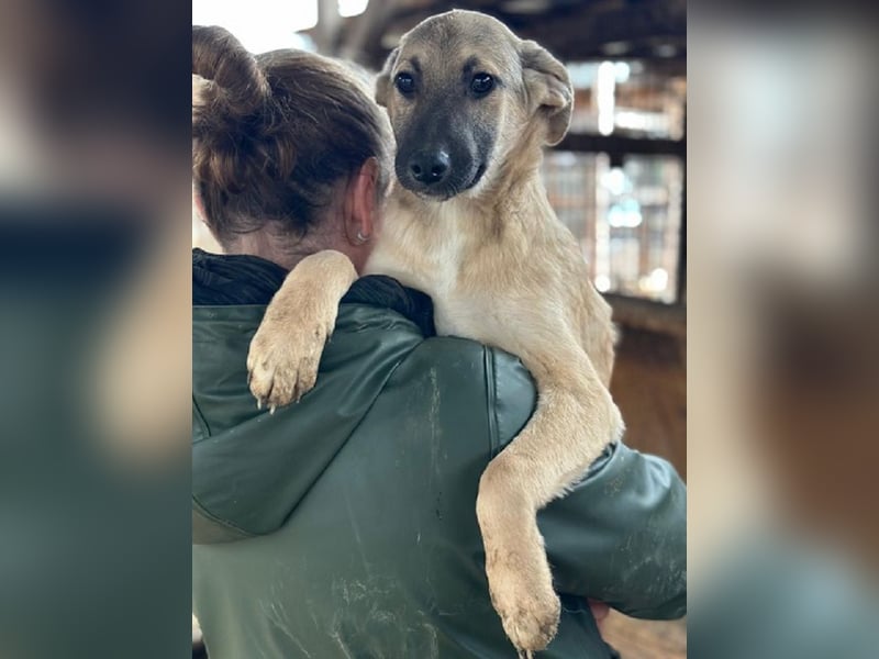 ♥DIDI♥ ab 28. Feb auf Pflegestelle bei Köln - bezaubernder, verspielter kleiner Welpenjunge 30-35cm