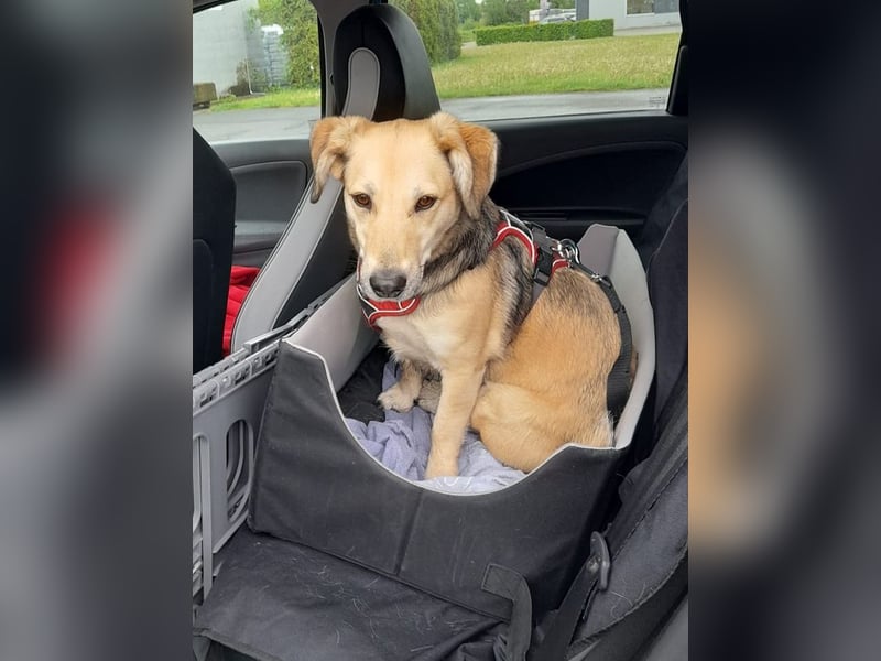 ♥MABLE♥ verliert ihr Zuhause bei Münster - hübsche, ganz liebe, anhängliche Hündin 40 cm